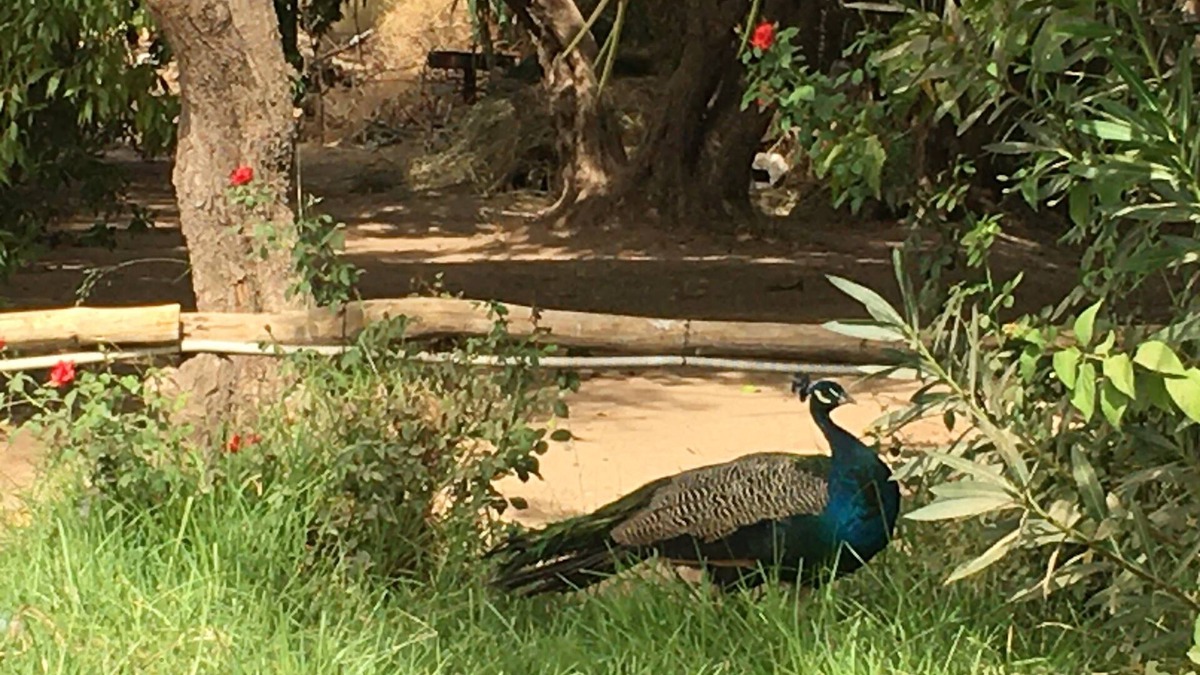 Souihla Villa | Peacock Sapphire