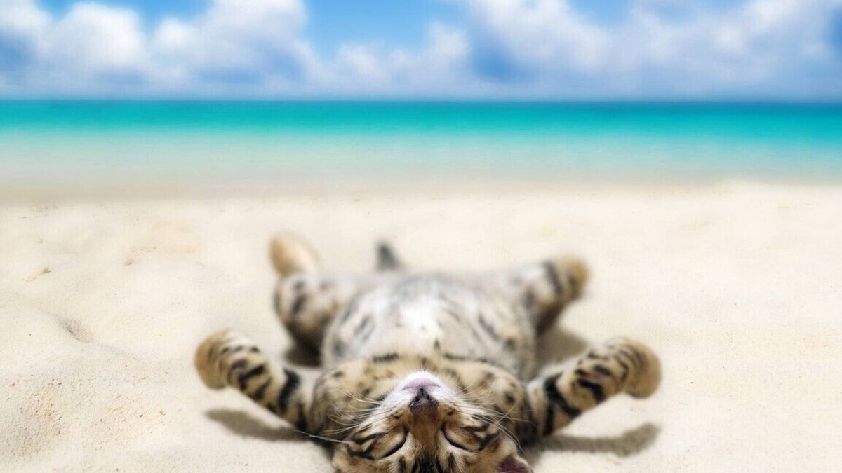 Holiday Beach Condo | Pelican Walk 902 - Bring your PET to the Beach!