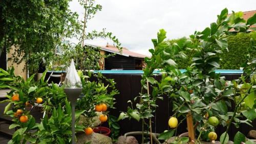 Lindenberg Apartment | Pension Limone Ferienwohnung 2