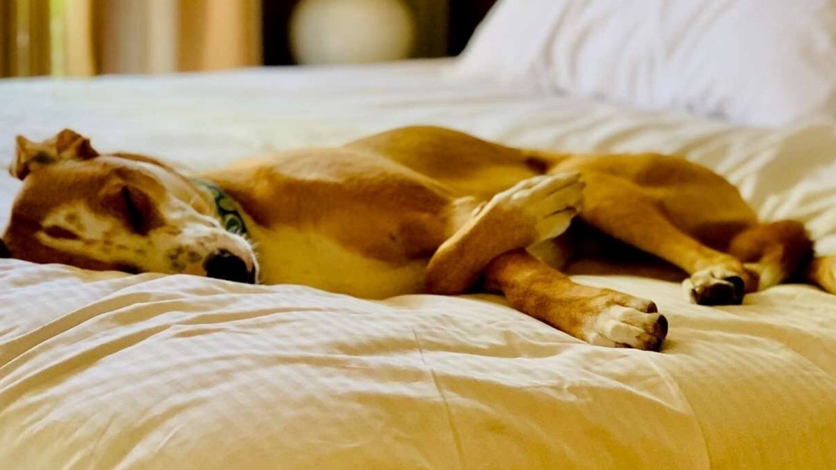 Park Central Hotel | Pet-Friendly Stay in Richardson! Close to NorthPark Center! FREE Parking Onsite