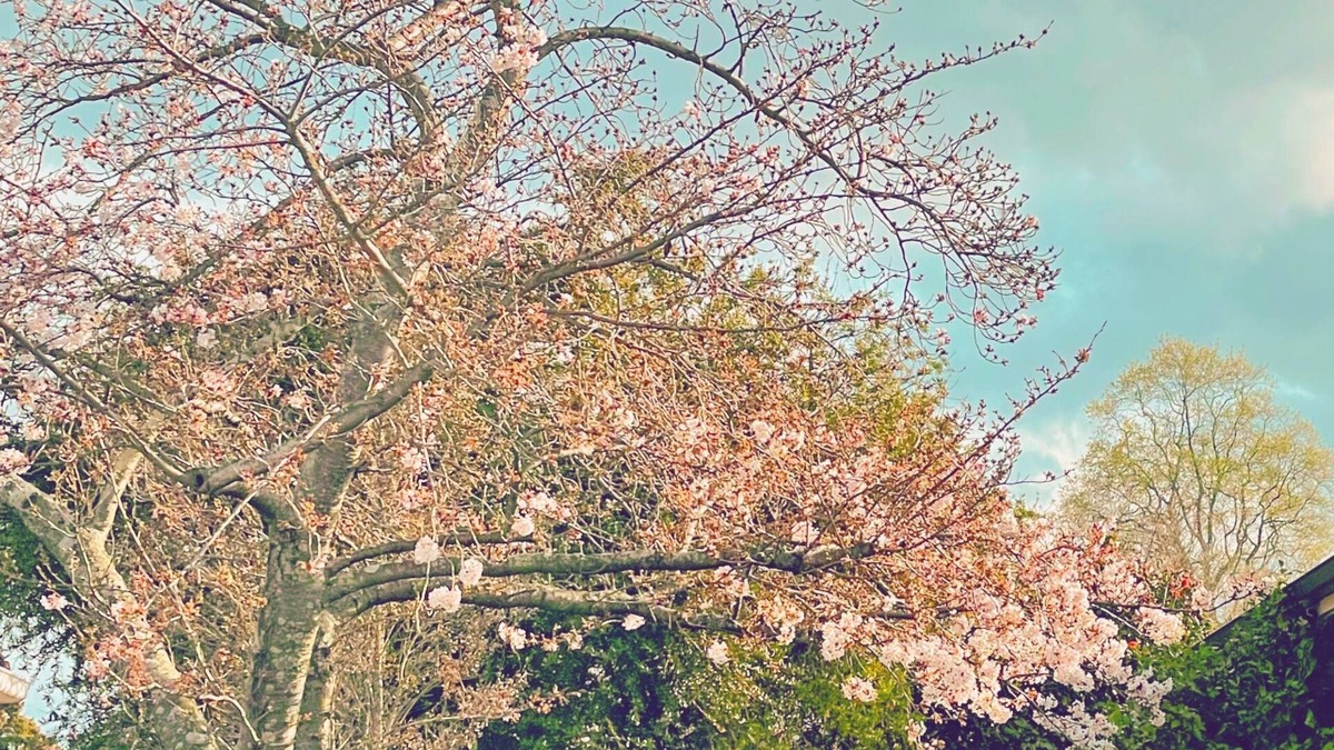 Richmond House | Pet Friendly Urban Bach. Central Townhouse, 5 mins walk to shops & restaurants.