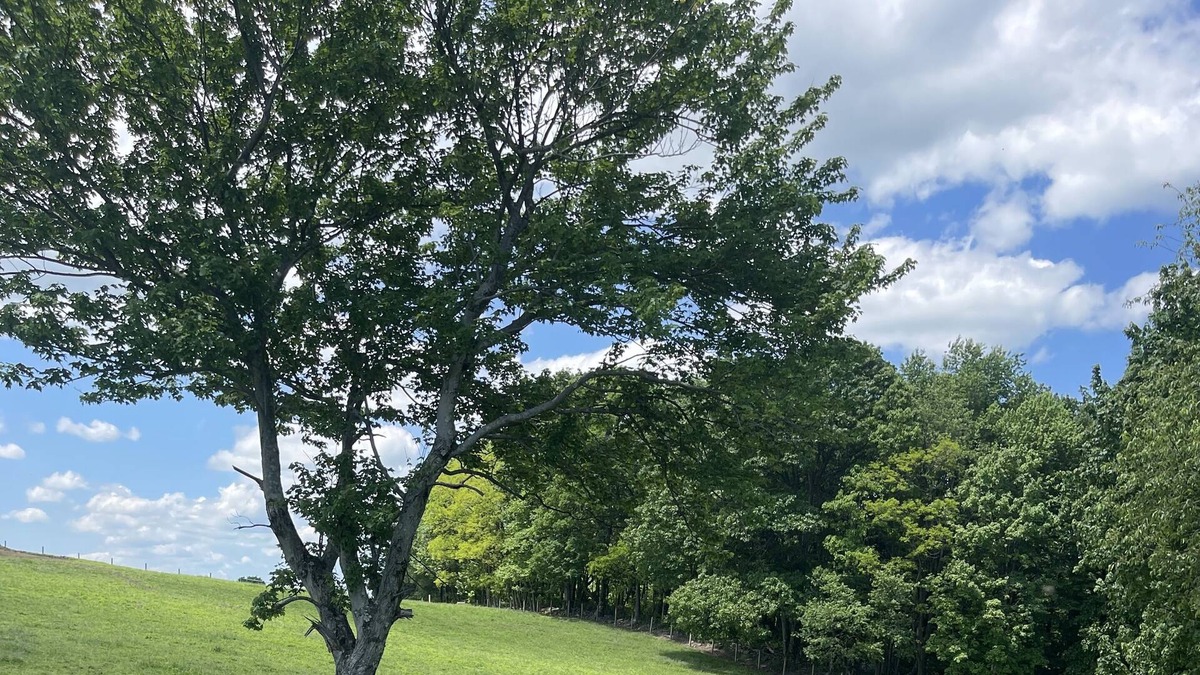 Mill Run House | Pitchfork Paradise-a farm experience