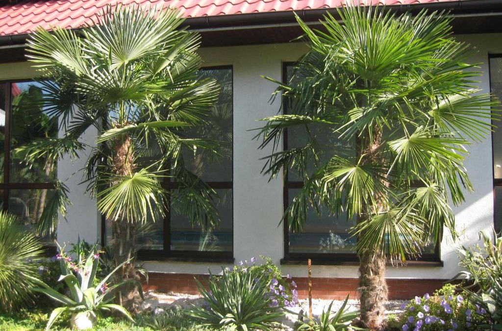 Busko-Zdroj House | Pokoje Gościnne Pod Palmami