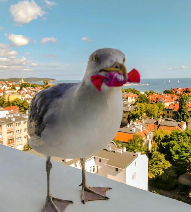 Karlikowo House | Pokoje przy plaży z widokiem na morze