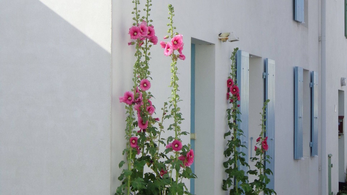 Saint-Martin-de-Re House | Pretty house classified 3 * style retais