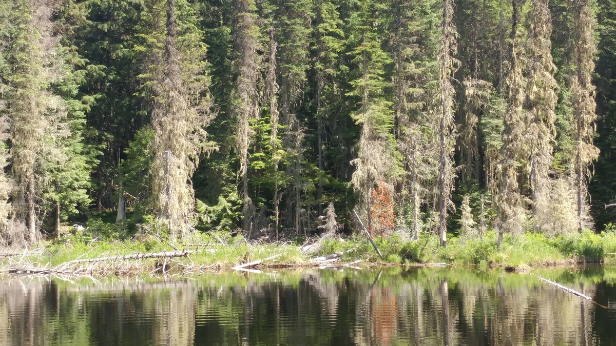 Nordman Cabin | Priest Lake Reeder Bay Retreat on 3 Acres 3 Bedroom 2 Bath Sleeps 8