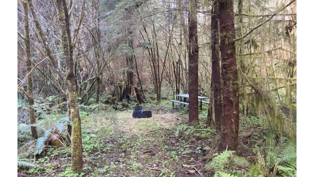 Forks RV Rental | Primitive Tent Site #8- Beautiful Forested Property