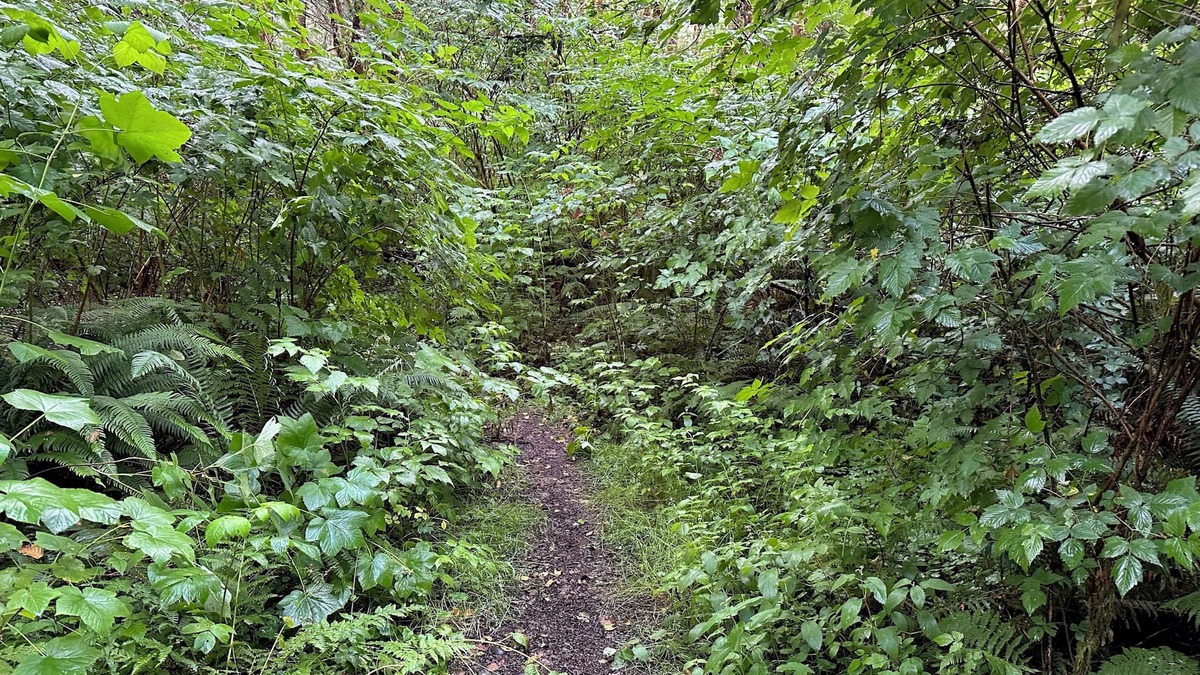Forks RV Rental | Primitive Tent Site in Enchanted Rain Forest - Site #1