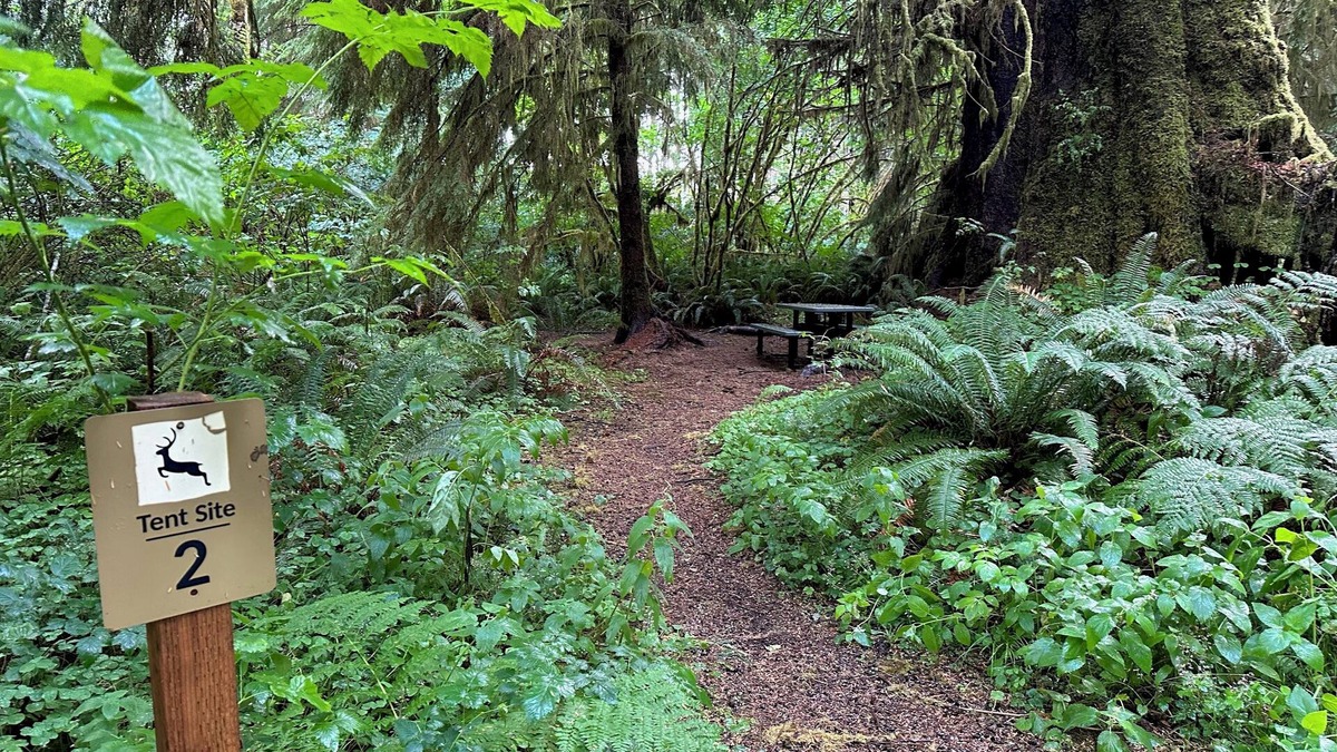 Forks RV Rental | Primitive Tent Site in Enchanted Rain Forest - Site #2