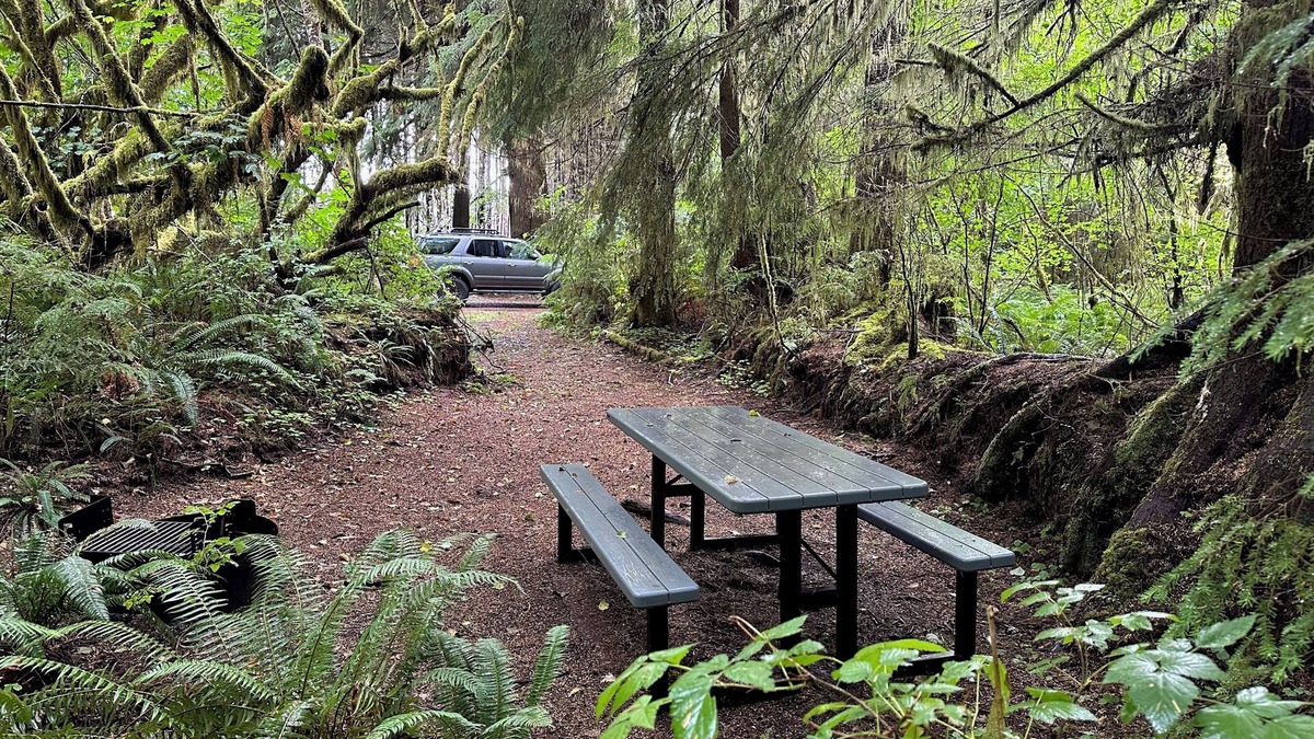 Forks RV Rental | Primitive Tent Site in Enchanted Rain Forest - Site #4