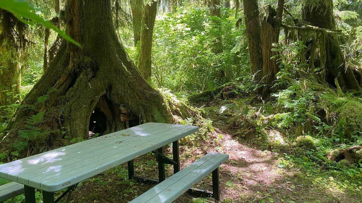 Forks RV Rental | Primitive Tent Site in Enchanted Rain Forest - Site #19