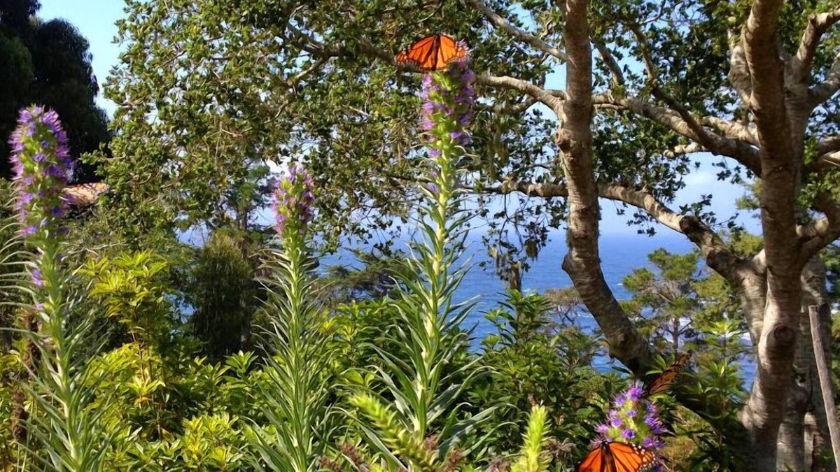 Carmel Highlands House | Pristine Nature & Ocean Views Next To The Highlands Inn In Carmel Highlands