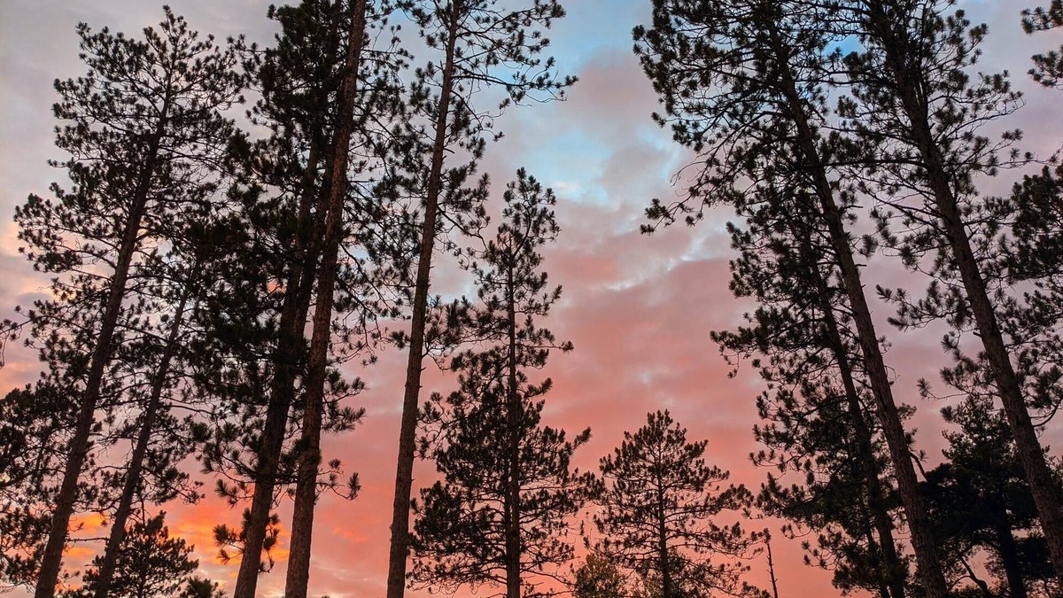 Grand Rapids Cabin | Private cabin in the woods near a serene creek and towering pine trees.