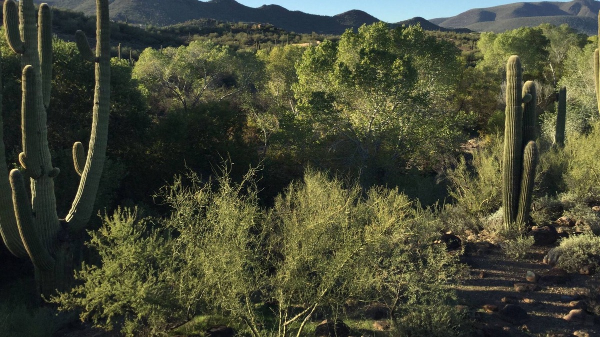 Cave Creek Cottage | Private Casita in Cave Creek