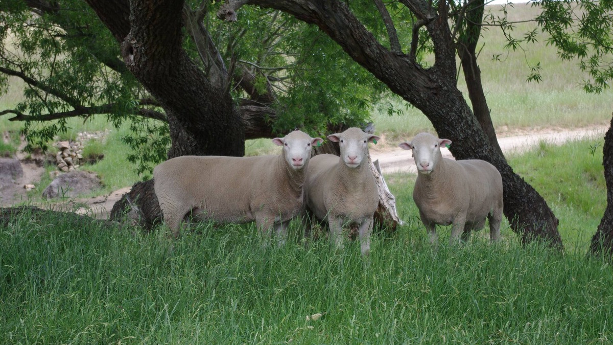Bungendore Cottage | Private cosy cottage for familes, friends and groups