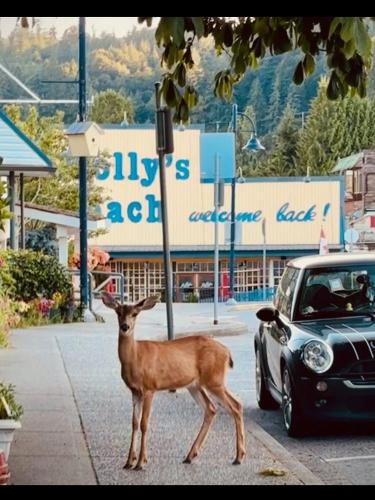 Gibsons House | PRIVATE HOUSE and private HOT TUB Seas The Day Pets BBQ Beaches Artists Studio Lower Gibsons The Bay