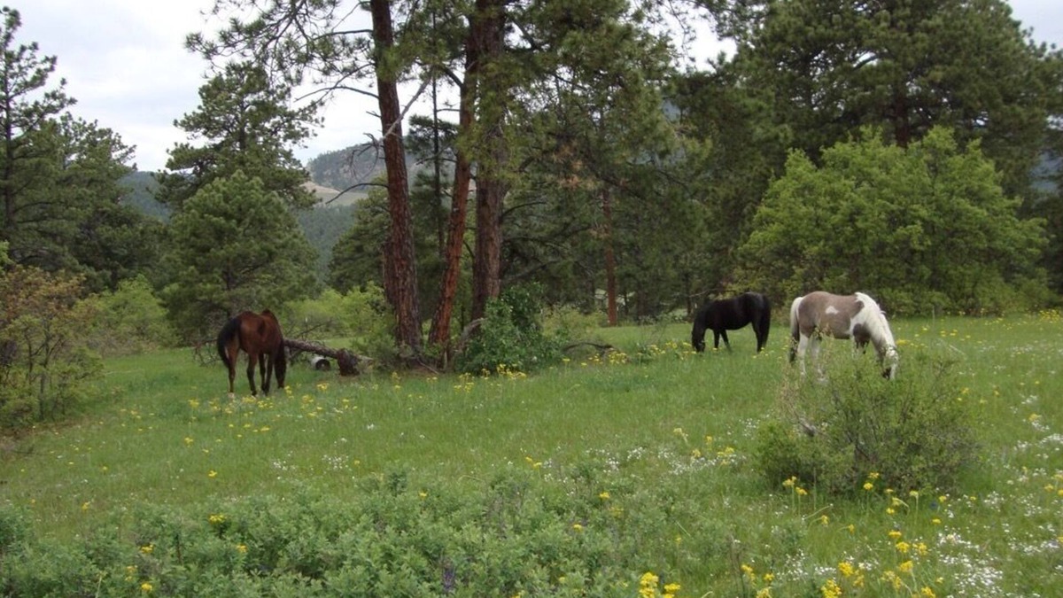 Morrison Other | Private paradise on Alpaca Farm. A Colorado dream close to Denver.