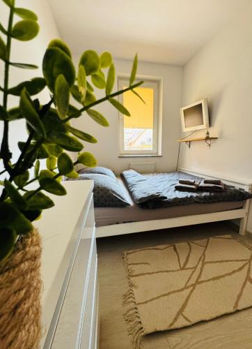 Gorzow Wielkopolski Apartment | Pulsar Apartments