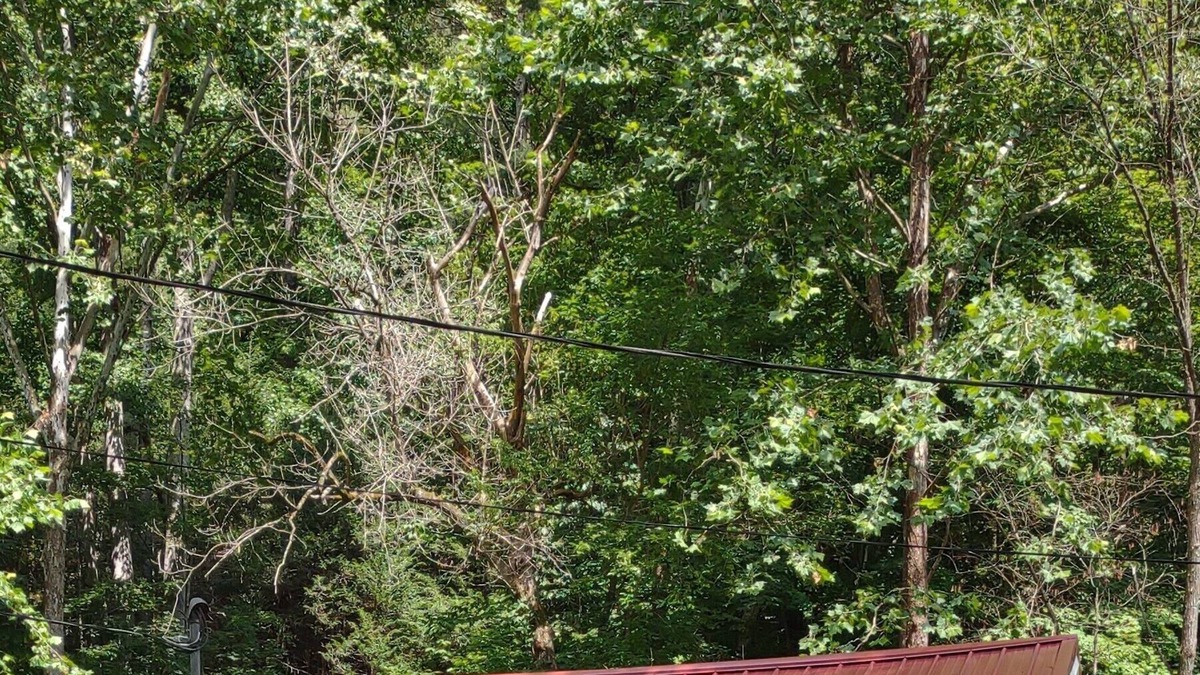 True Cabin | Quaint 1 Bedroom Retreat Cabin by the Creek