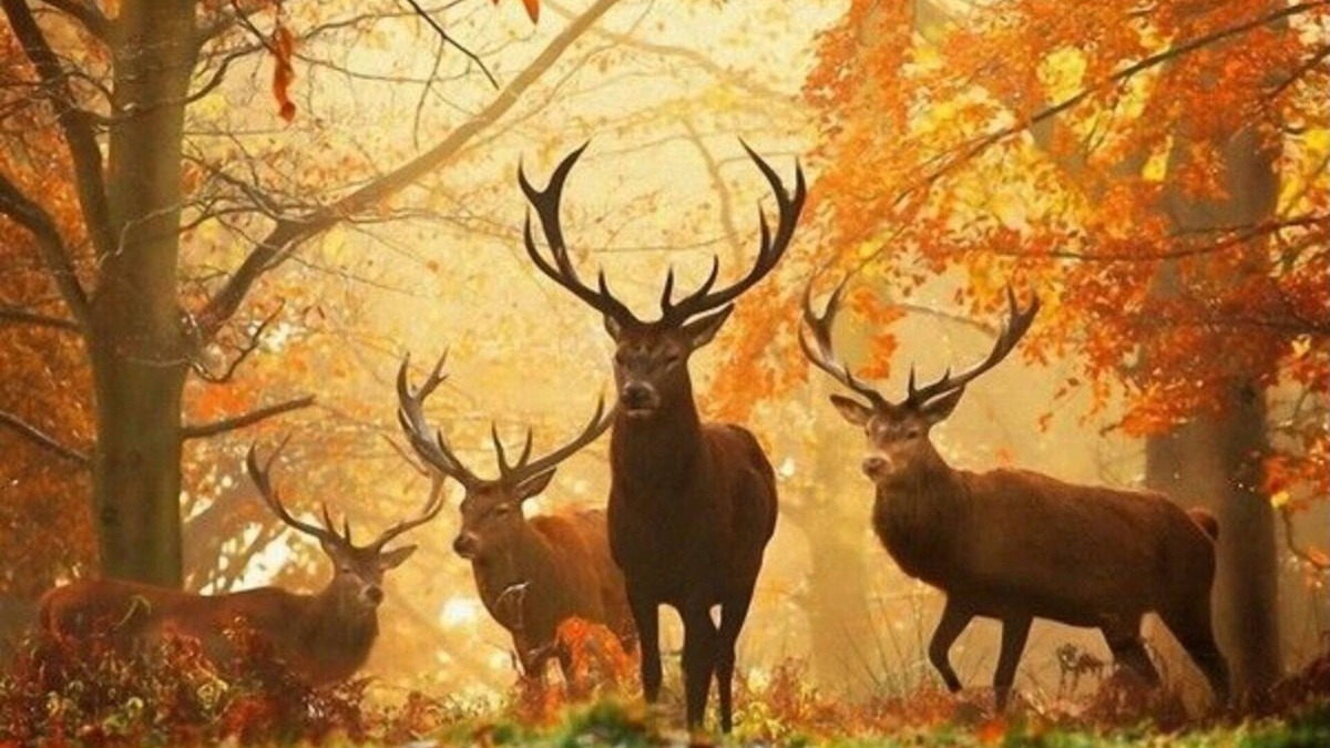 Limbourg Apartment | Quiet guest house.Liège,Aix,Francorchamps.walking Forest Lake Swimming pool Play area