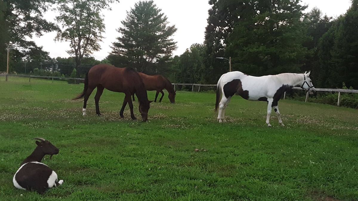 Morganton Other | Quiet, private, whole house, 4 bedroom, 2 bath, horse farm retreat. 2000 sq ft.