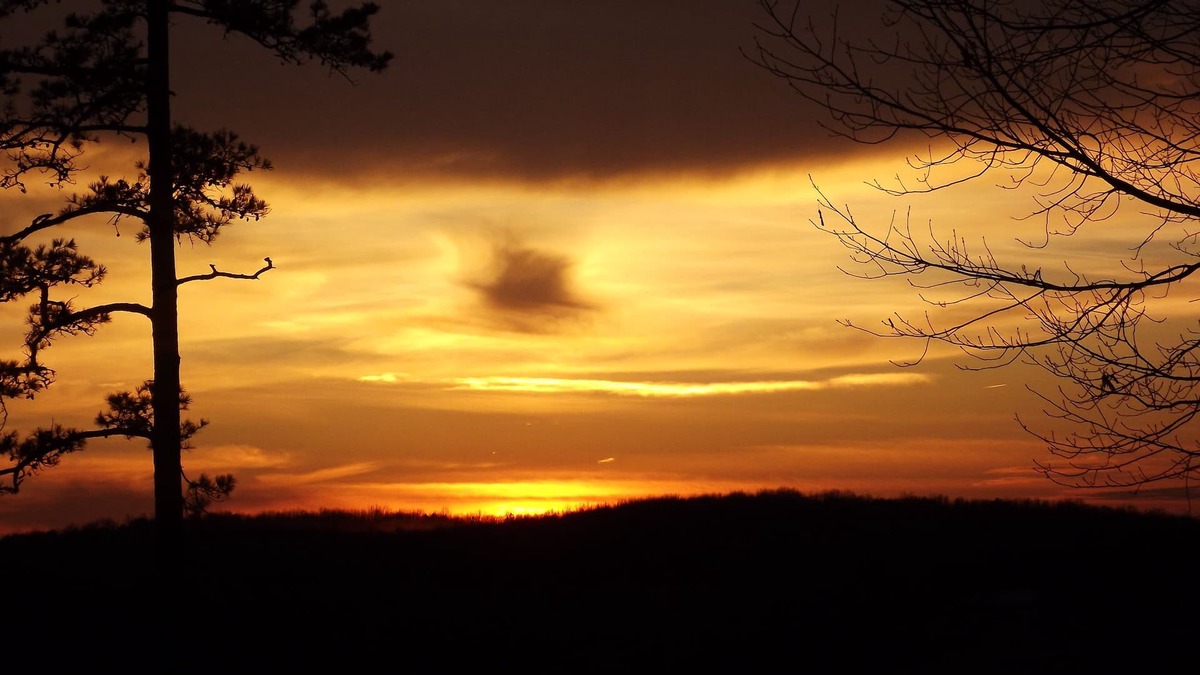 Licking House | Quite beautiful pine forest vista overlooking the Big Piney River.
