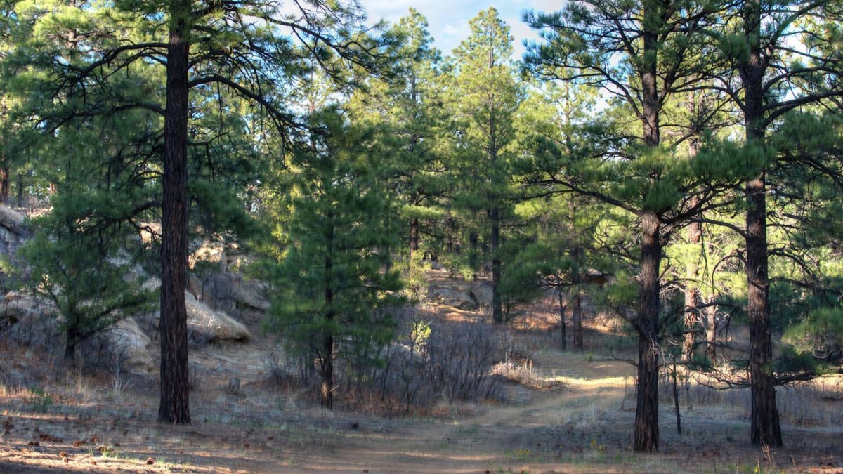 Weston Cabin | Rejuvenating bald eagle cabin with Shower Jacuzzi