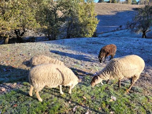Monclar-de-Quercy Bed & Breakfast | Relais de la poste ch Rose