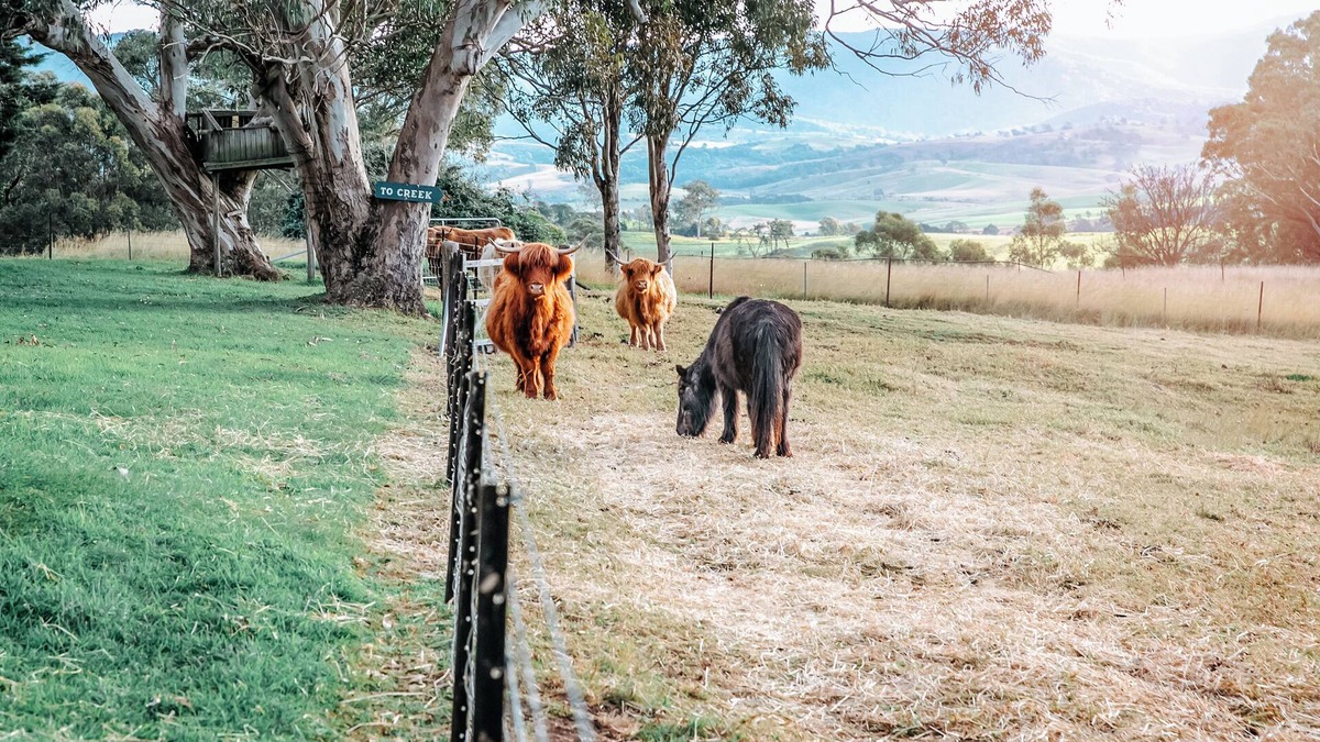 Candelo Apartment | Relax & unwind in the country in our Cozy Farm Stay King Apartment. Pet Friendly