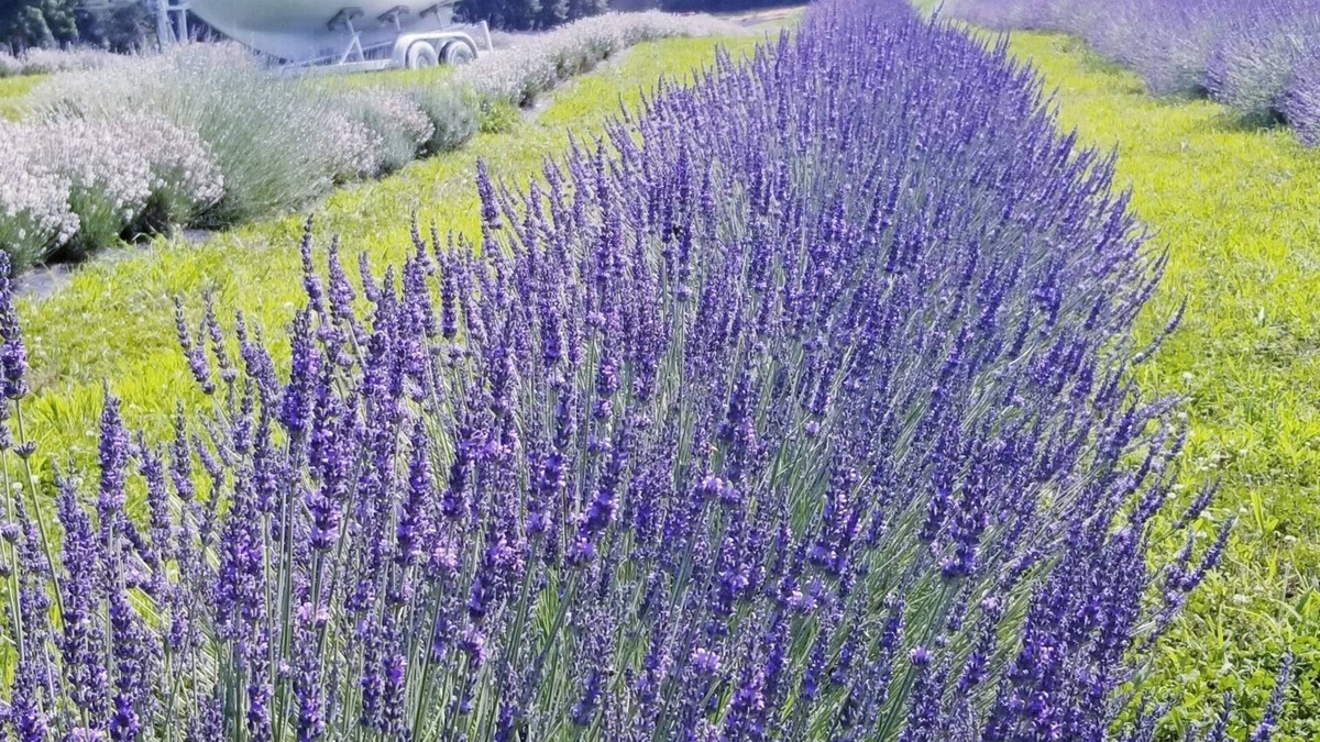 Greenwich Cabin | Relaxing Lavender Farm Cabin Studio Apt. (pet friendly)