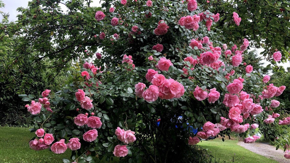 Plavilla Bed & Breakfast | Residence La Borde
