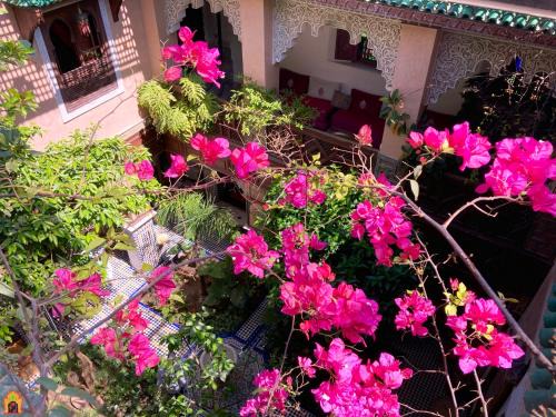 Ain Azlitan House | Riad Toyour- Riad of birds