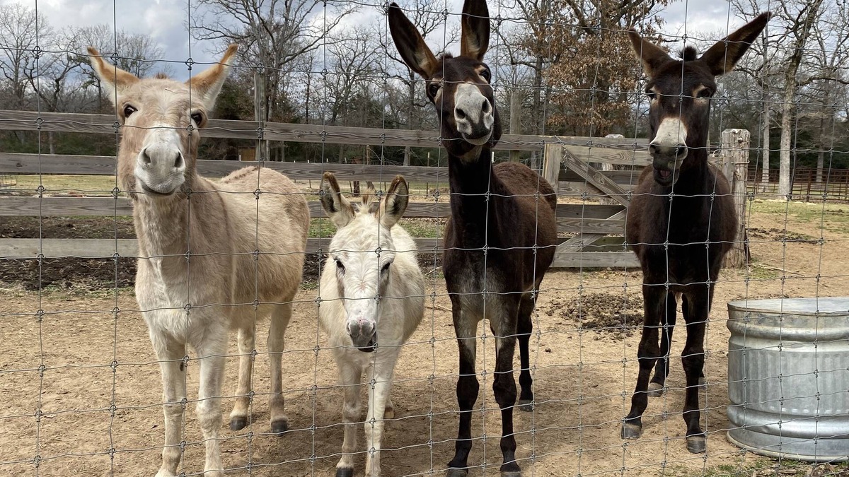Centerville House | Rockn Rowdy Ranch House - Texas Ranch Getaway