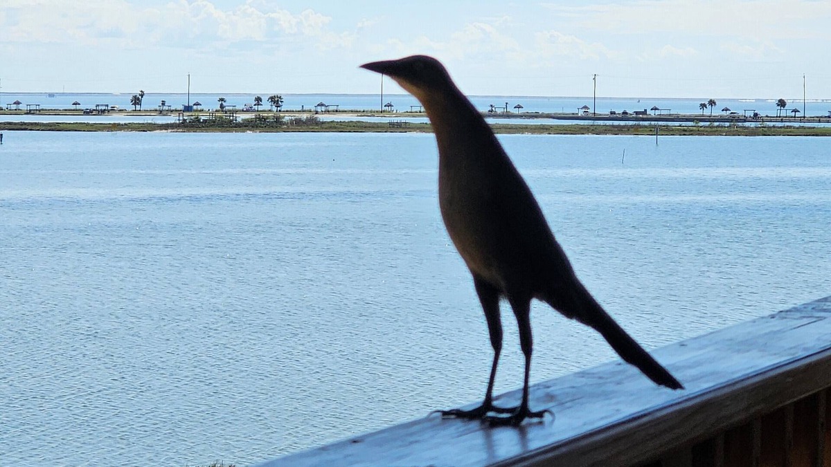 Rockport Condo | ROCKPORT'S BEST VIEW AND LOCATION! - Summer's Little Bay Getaway - On the Water!