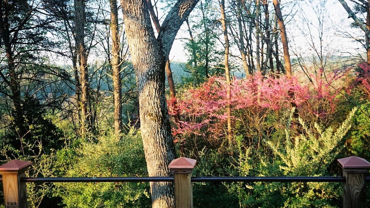 Buena Vista Cabin | Romantic 1860s Log Cabin