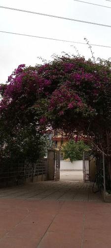 Bac Ninh Apartment | Rose house