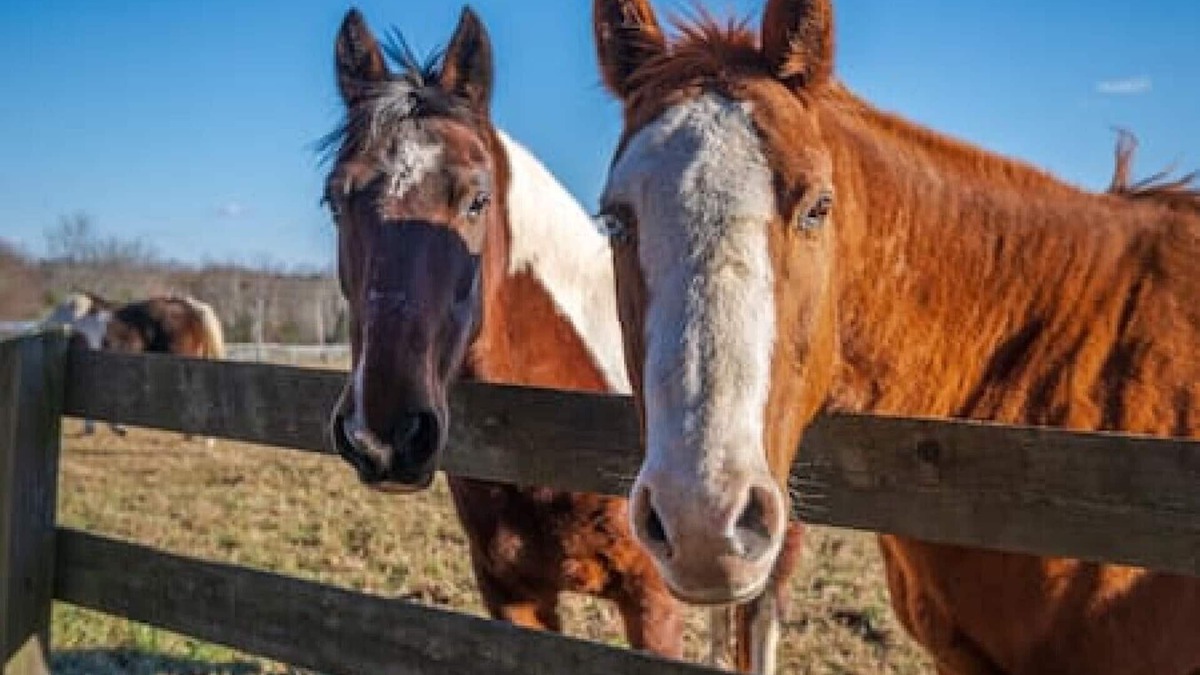 Macon House | Rusmar Farm: Equine Country Living 'n Powhatan, VA