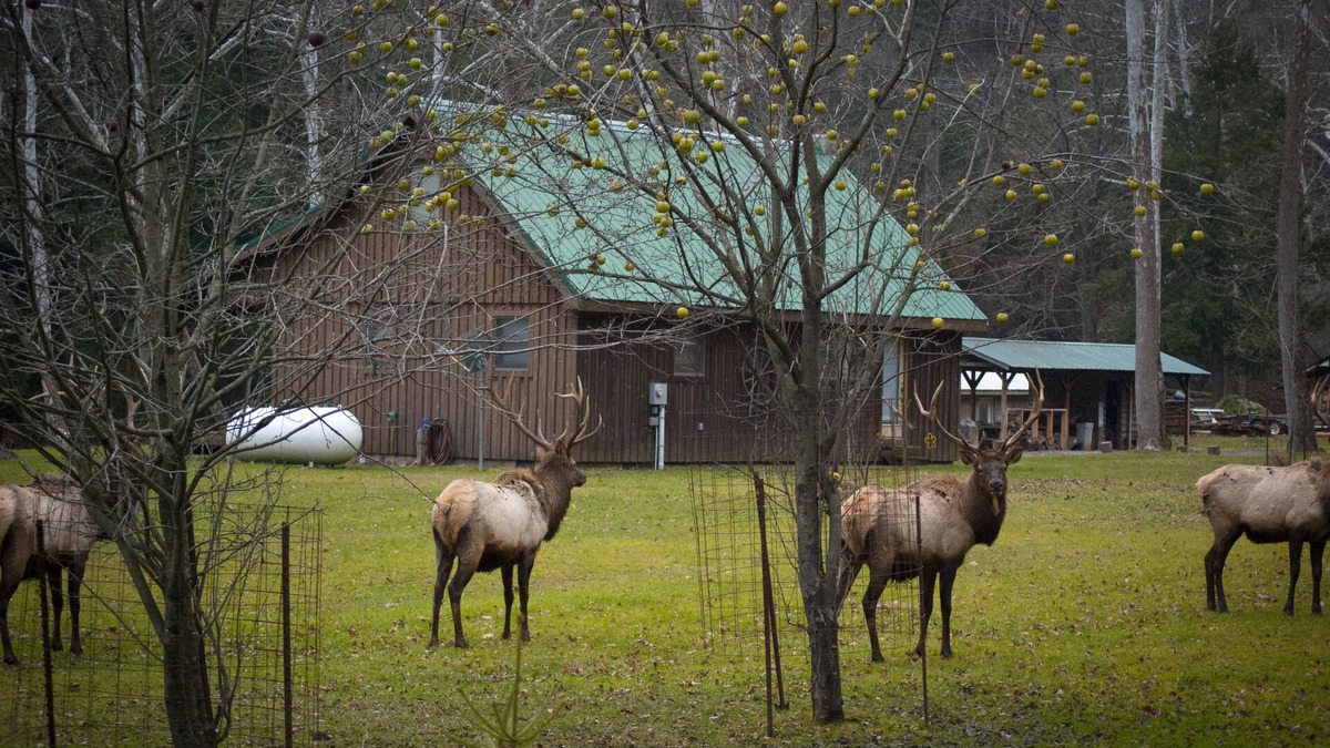 Driftwood Cabin | Rustic Getaway In The Heart Of The Pennsylvania Elk Range