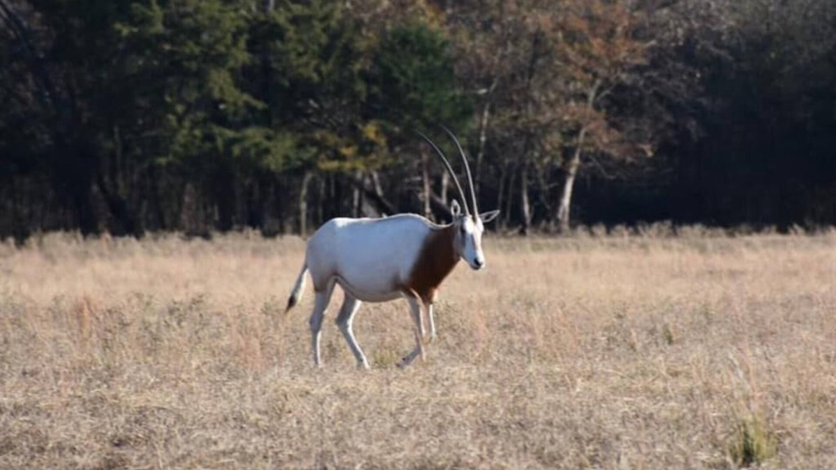 Emory RV Rental | RV Spot on *Exotic Animal Ranch* Campground. BRING YOUR RV