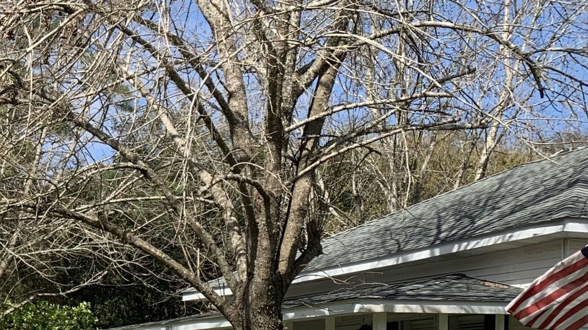 Dauphin Island Cottage | Sandy Hook - A Charming Cottage in Dauphin Island Village