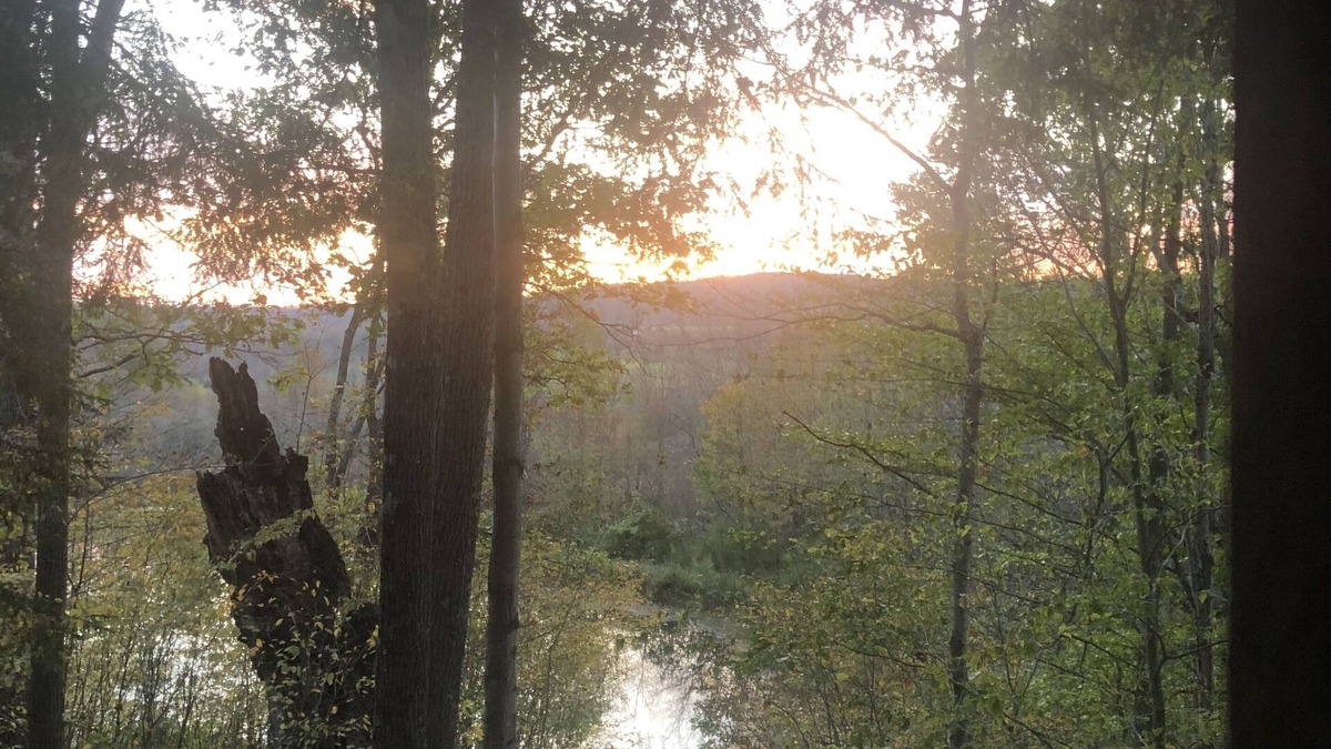 Hartwick Cabin | Secluded Cabin Nestled In The Trees Overlooking Fishing & Canoe Pond