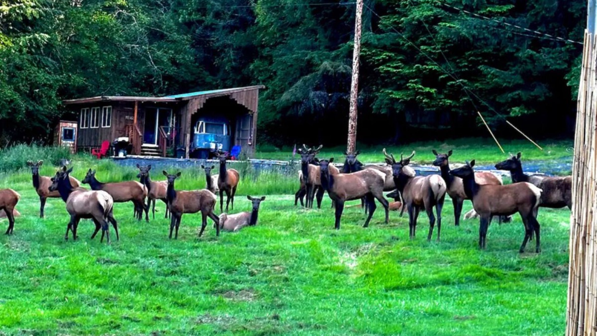 Reedsport Cabin | Serene cabin with WiFi with view of elk and coastal hills