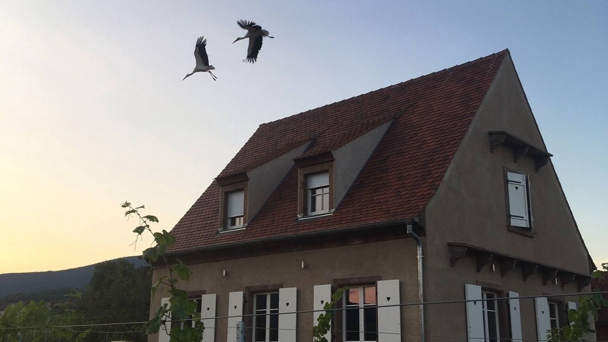 Mittelbergheim House | Serenity on the Wine Route