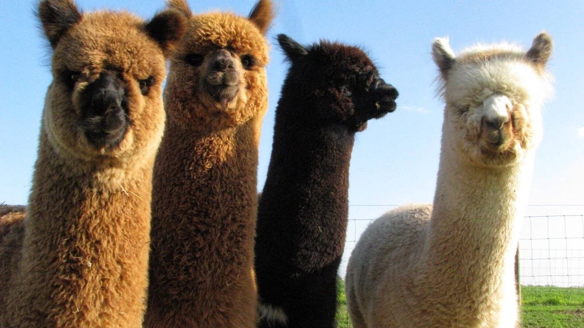 Waynesville Apartment | Sleeps 6 - Mountain Views! Enjoy watching Alpacas & Mini Horses from your deck!