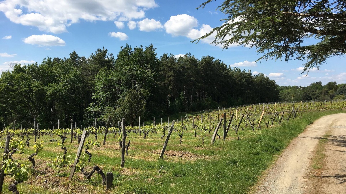 Murs-Erigne House | Small 19th-century house surrounded by vines, Domaine viticole de Rochambeau
