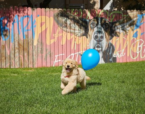 Seo Resort | Sono Pet Clubs & Resorts VivaldiPark