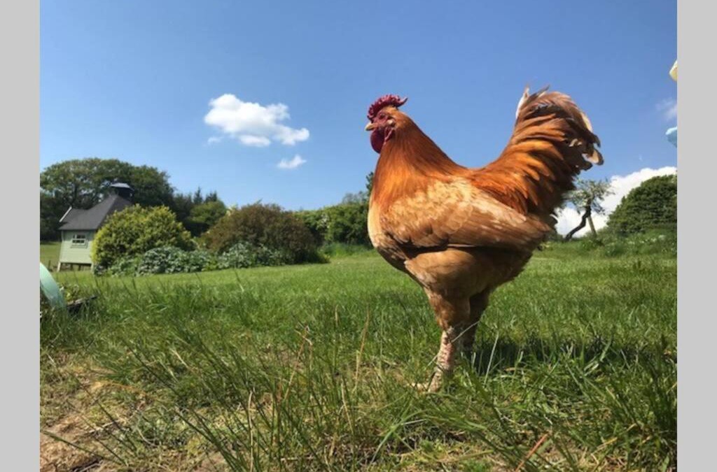 Bridge of Weir House | South Barlogan Farm