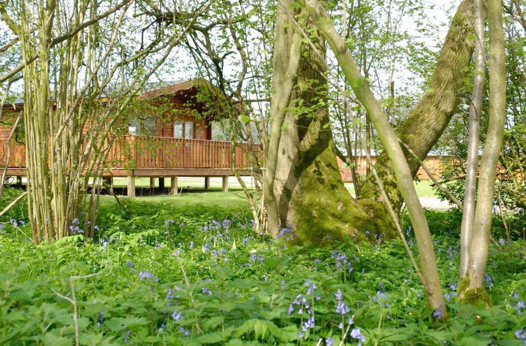 Winchester Cabin | South Winchester Lodges