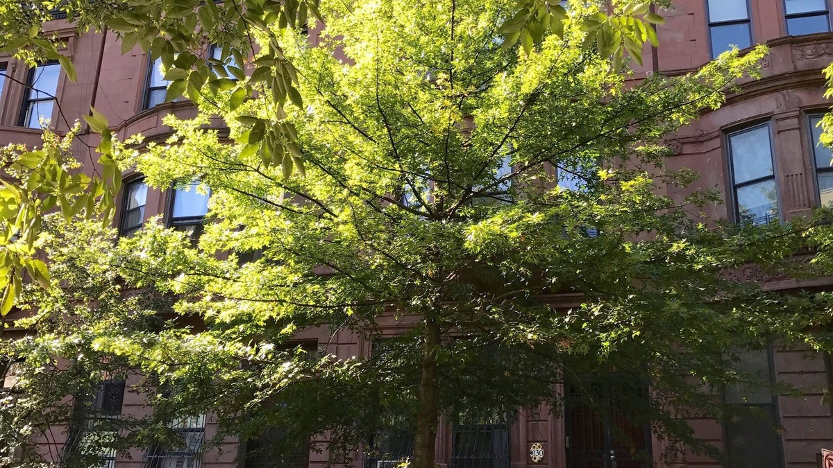 Central Park North Apartment | SPACIOUS BRIGHT 1 BEDROOM APARTMENT 2 BEDS IN LOVELY BROWNSTONE