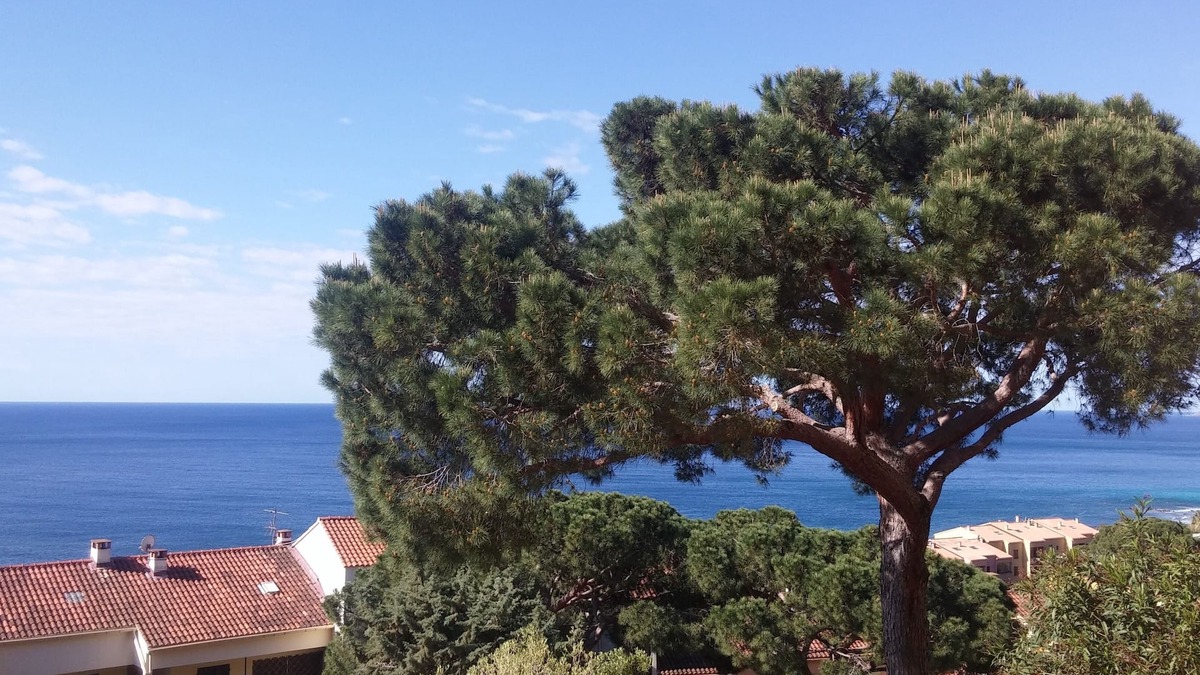 Ajaccio Apartment | Spacious F1 road of the Sanguinaires Islands large terrace sea view near beaches